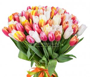 Bouquet of 75 tulips